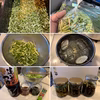 茎ニラ　栄養たっぷり！500g（切り口に土汚れあります）