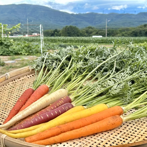 信州産｜甘い葉付きカラー人参