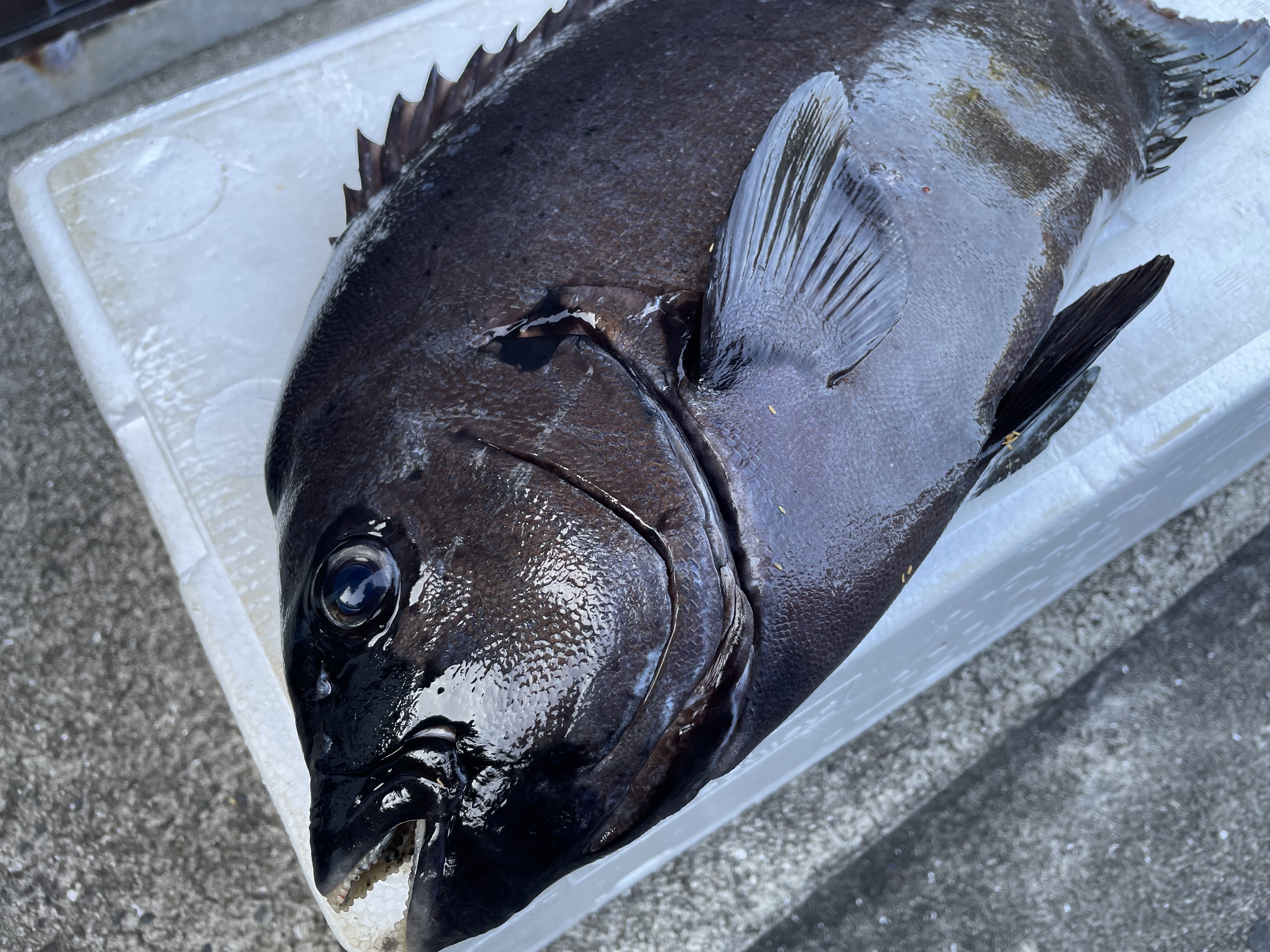 魚介類の産直通販・お取り寄せ商品｜ポケットマルシェ｜産地直送で旬の