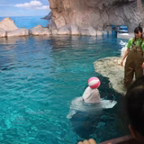 ガーベラきいろ