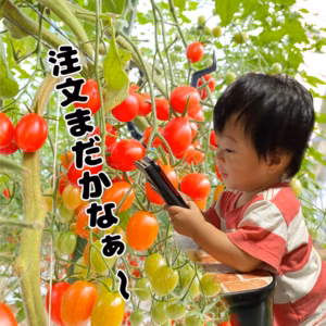 ミニトマト(アイコ)・1キロ