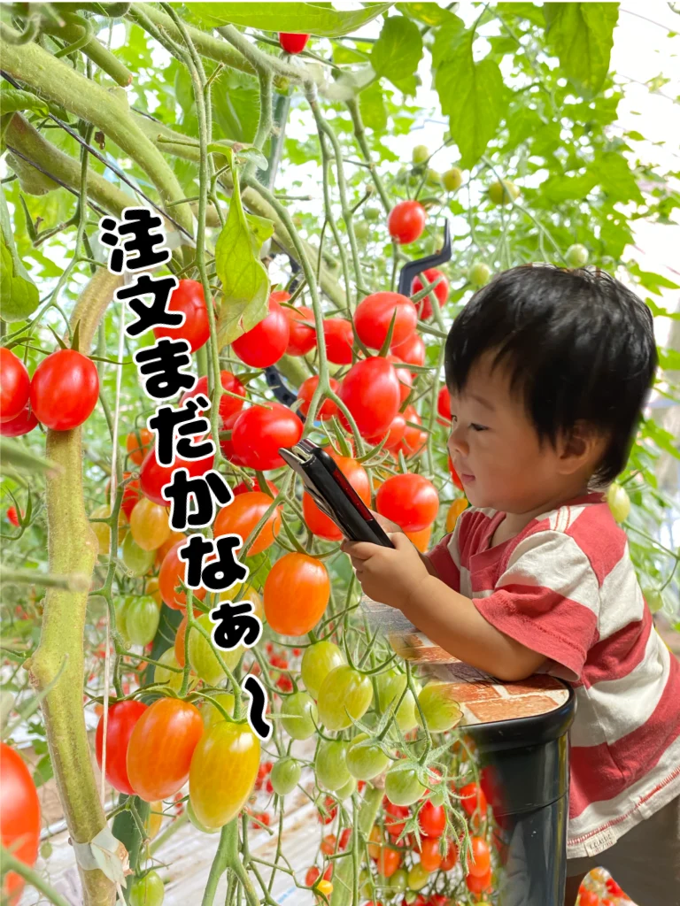 ミニトマト(アイコ)・1キロ