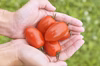 自家菜園でつくる驚くほど甘い『有機アイコトマト』