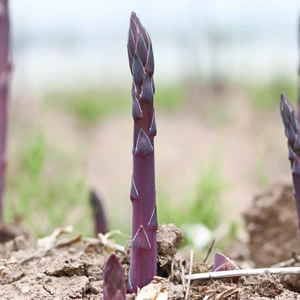 佐瀬農園の会津極上紫アスパラガス