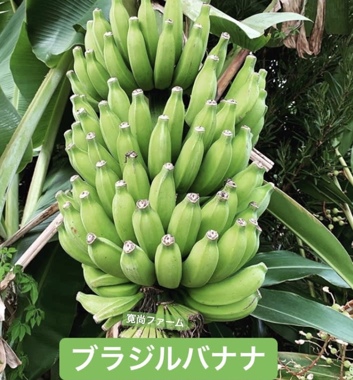 自然栽培　島バナナ　種子島産　　極み　※予約制 自然栽培〕ワクワクバナナ6本〜｜バナナの商品詳細｜ポケット