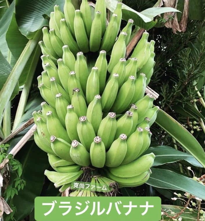 〔自然栽培〕寛尚ファームのバナナ