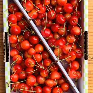 【減農薬】ご自宅用に 朝採り★さくらんぼ 佐藤錦 山形県 500g〜 