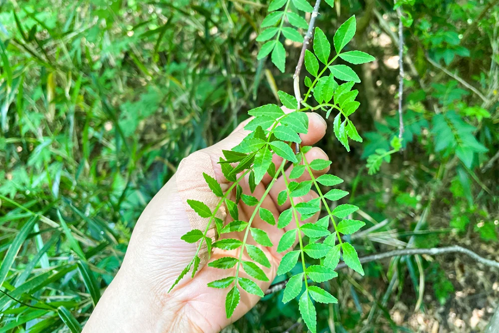 天然物・ご家庭でお試し栽培】山椒の苗木 1ポット｜花・観葉植物の商品