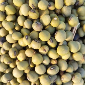 農薬および化学肥料不使用の青大豆と小豆のセット令和7年産