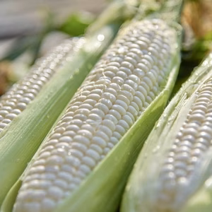 ★この時期貴重•最終！★訳ありB品！プレミアムホワイトコーン」