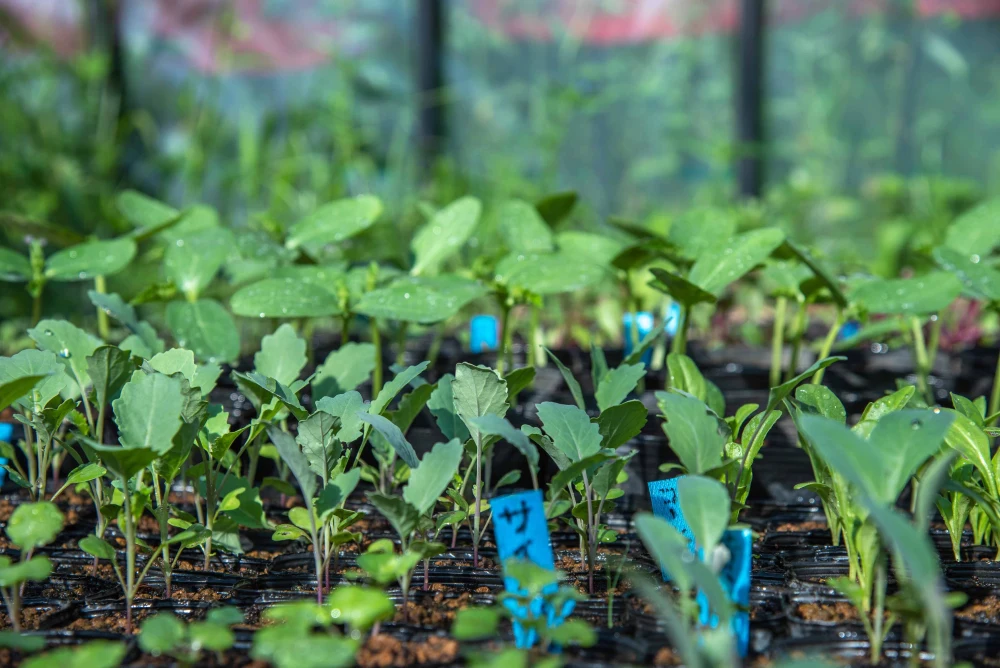 【初回限定！！お試し】『まえむき。』の、自然と一緒に育てた旬の野菜5種セット