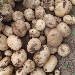 料理に使いやすく、揚げると絶品！ じゃがいも とよしろ