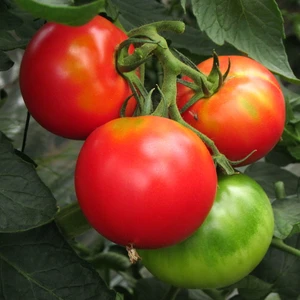 スーパーでは手に入らない大玉トマト(糖度６～７、農薬化学肥料不使用）