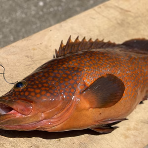 【松島産】キジハタ