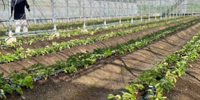 【厳しい猛暑、雨不足...この夏を乗り切った生産者さんより🧑‍🌾】生産現場から夏を振り返る