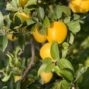 日持ち可能！シナノゴールド贈答用品