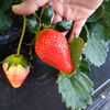 【紅白いちご】酵素栽培のスカイベリーと白いちご