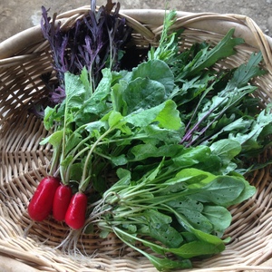 【隔週土曜着】旬をお届け！春の無農薬野菜・5種類お楽しみセット（1～2人用）