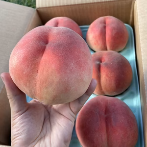 ★爽やかな夏ギフトにぴったり♪ 山形県の農園から直送まどか 3kg 9～12玉入