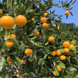 完熟有田みかん(キズあり)2kg 