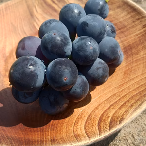 粒が取れちゃうほど完熟　甘さと酸味のバランスちょどいい　脱粒巨峰