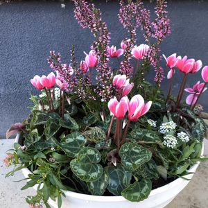 産直！冬を彩るシクラメン(バイカラー)の寄せ植え