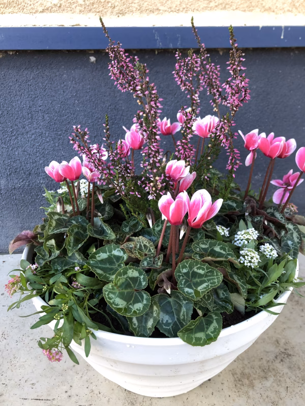 産直！冬を彩るシクラメン(バイカラー)の寄せ植え