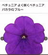 サカタのタネ★良く咲くペチュニア★バカラIQ暑さ、雨に強いペチュニア花色ミックス