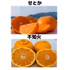 不知火　訳あり2.5キロ＋せとか  訳あり3キロセット