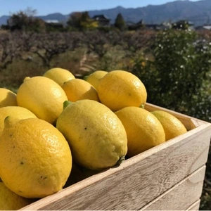 【果皮も安心】やさしい黒潮檸檬 　節減対象農薬：当地比約75％減