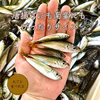 本日水揚げ！新鮮豆アジ1kg【5/28当日発送・限定10セット】