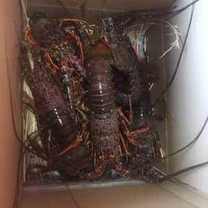 化粧箱入り　伊勢海老