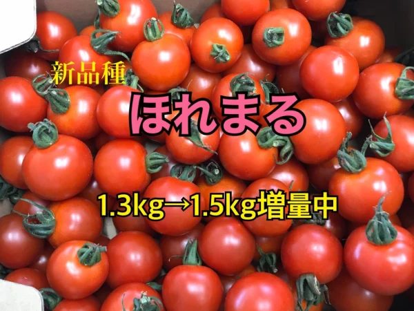 【川上農園】ほれまる　ミニトマト1.5kg  茨城県産