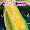 甘々娘の妹分！！島育ちのとうもろこし カントリー娘 １０本入り