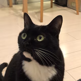 ねこのくちづけ