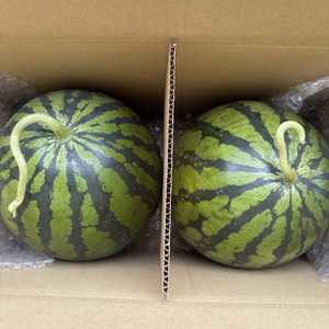 初夏のあかつき3Lサイズ(8kg〜9kg未満)2玉入り。