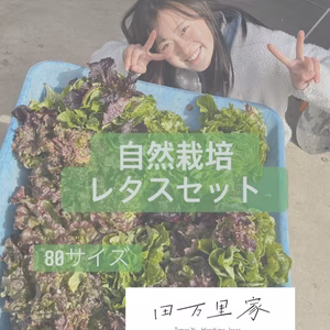 シャキシャキ栄養満点レタスセット【80サイズ】