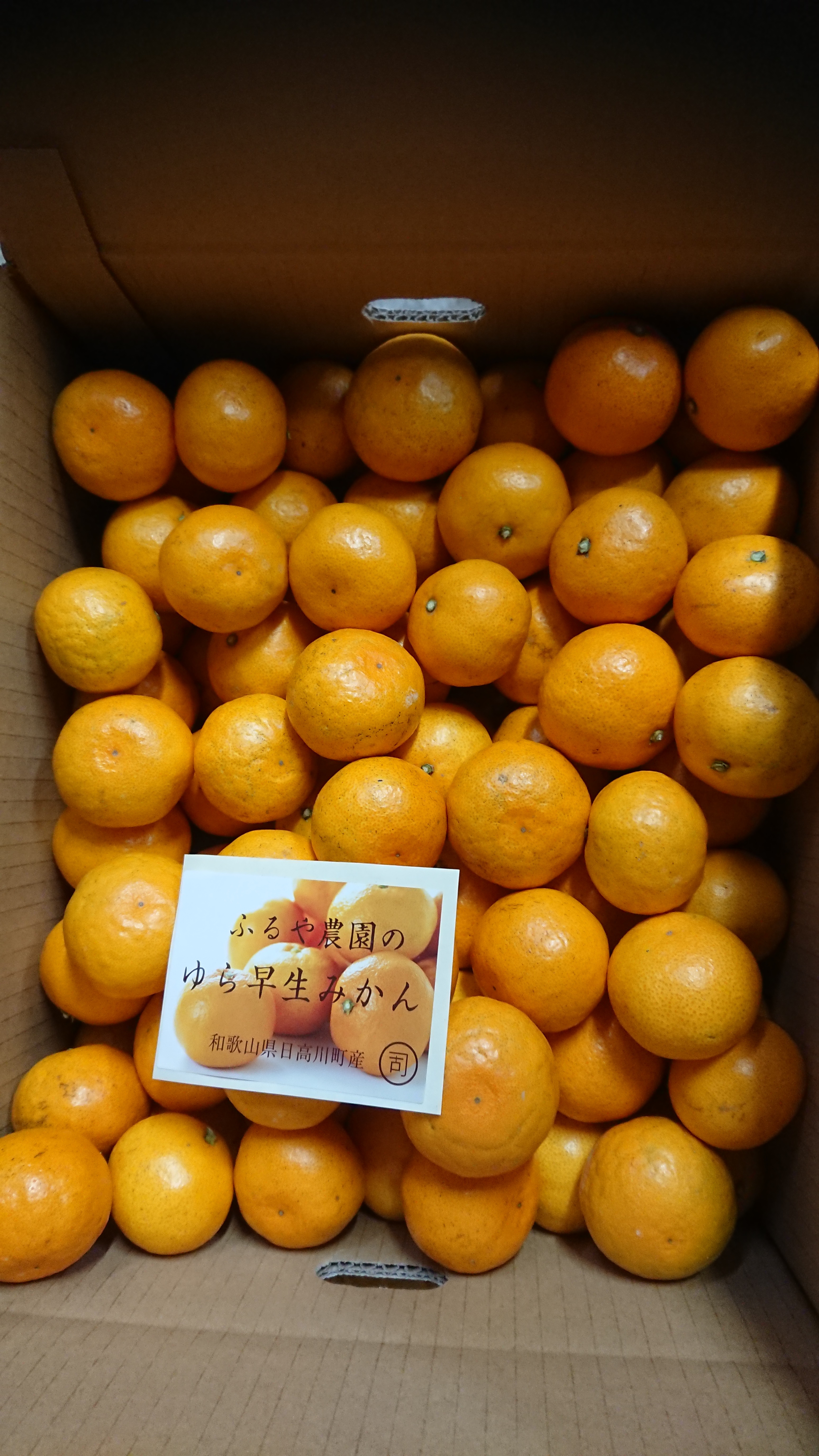 ははちゃん様海南市下津町産 宮川早生みかん 2S、3S混合 4.5キロ×10箱