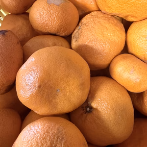 感謝の気持ちを込め青島みかんセール　約10kg 訳有り2級品　無くなり次第終了