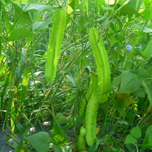 夏を味わう！モロッコインゲン＆四角豆&長オクラの長々セット/農薬不使用