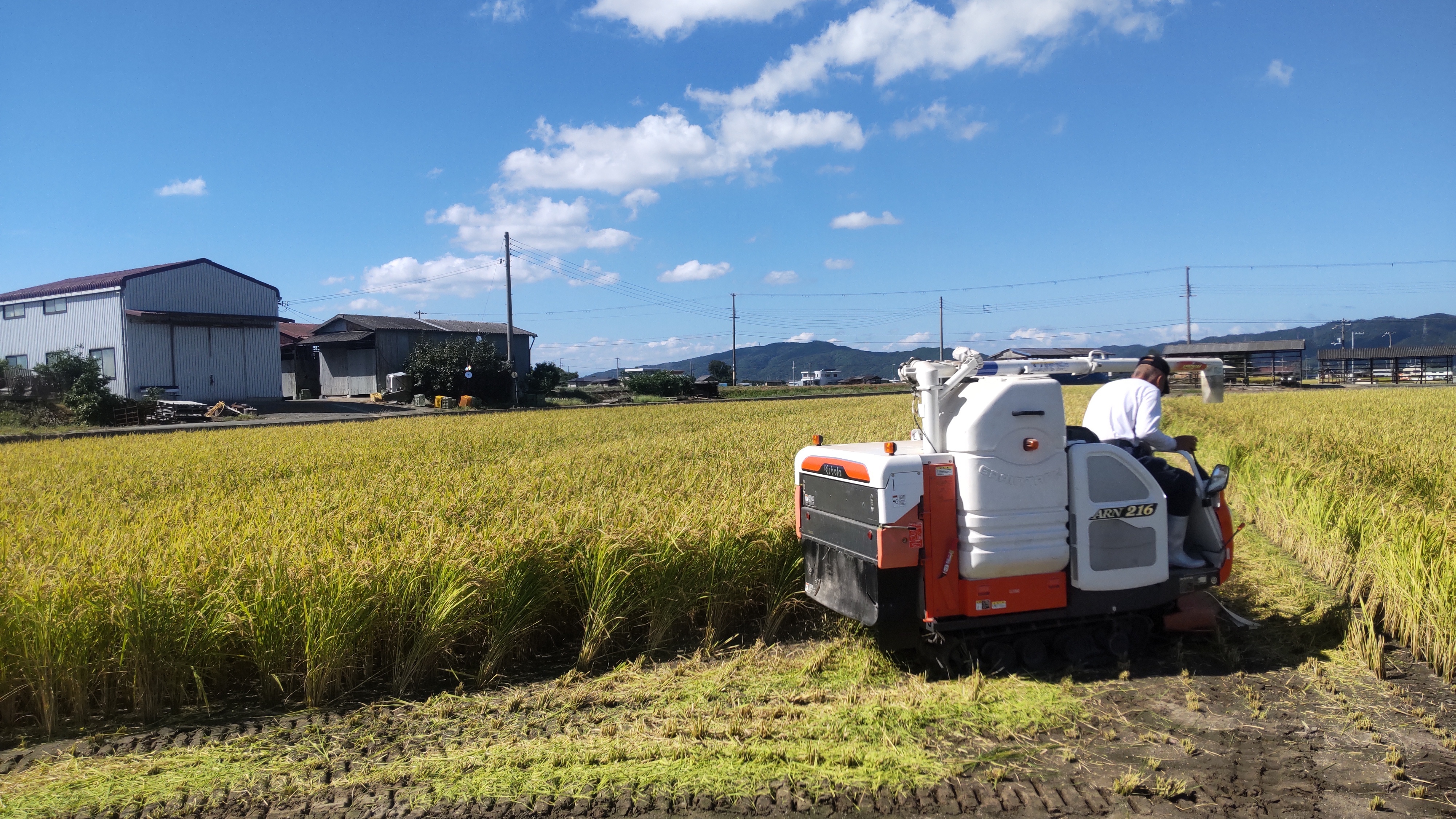 [令和6年新米]淡路島で育てた身体に優しい白米 あきたこまち白米5kg