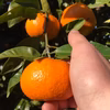 【熱海産♨️農薬化学肥料不使用】青島温州みかん