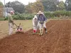 ひたちのくに　茨城県　菜の花油・エゴマ油　コールドプレス　農薬・化学肥料不使用