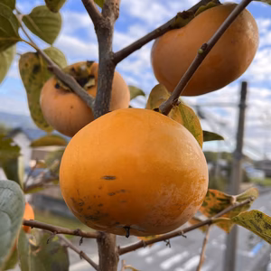 【送料500円引】大秋柿 シャクシャクで甘いです 3kg