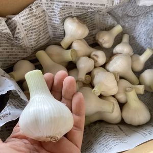 生ニンニク　Lサイズ