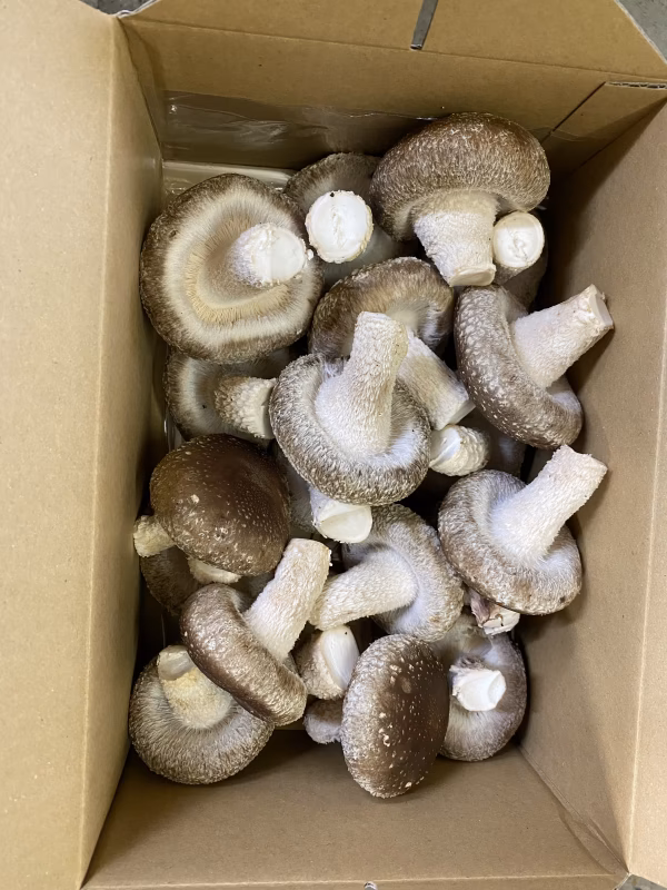 ⚠️【常温便】こだわり味自慢　和歌山県産の菌床椎茸