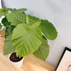 ［在庫］フィカス　ウンベラータ　曲がり　観葉植物　室内