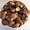 【ちいたけ〜小ぶりな！】頑張って育った冬のしいたけ《岡山・美作産》