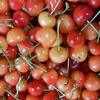 【朝採れ発送】美味しいさくらんぼをさくらんぼ農家がセレクト！ご家庭用さくらんぼ