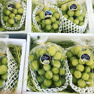 ［107］シャインマスカット２房